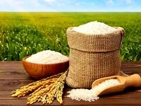 قیمت جدید برنج مشخص شد/ کاهش قیمت برنج ایرانی