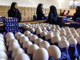 قیمت جدید تخم مرغ اعلام شد